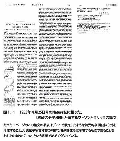 １９５３年NATURE論文　(出典：輪湖 博「遺伝情報の科学」成文堂)