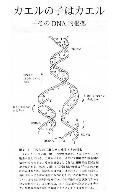 カエルの子はカエル　−そのDNA的根拠−　(出典：輪湖 博「遺伝情報の科学」成文堂)